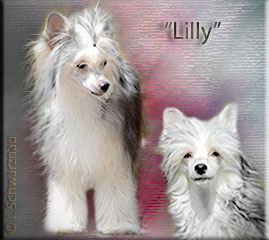 Insolente Little Champs "Lilly"