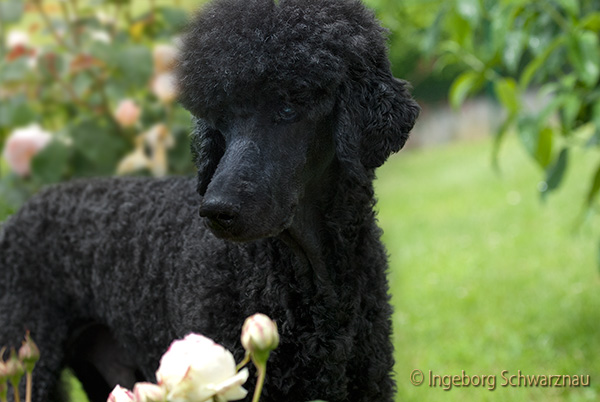 Gitano, 14 Jahre und  11 Monate alt