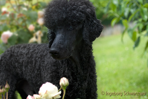 Gitano, 14 Jahre und  11 Monate alt