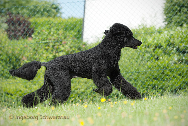 Gitano, 14 Jahre und 11 Monate alt