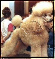 Beverly Golden Sunpower, Standard Poodle, apricot