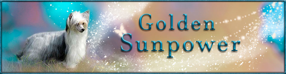 Golden Sunpower - Heedbild