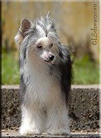 Insolente Little Champs, 7 months