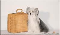 Insolente Little Champs - Chinese Crested Dog, schwarz/weiss