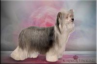 Insolente Little Champs "Lilly" -  Chinese Crested Dogs, female