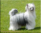 Insolente Little Champs - Chinese Crested Dog, schwarz/weiss, 17 months