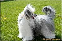 Insolente Little Champs - Chinese Crested Dog, schwarz/weiss, 17 months