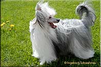 Insolente Little Champs - Chinese Crested Dog, schwarz/weiss, 17 months