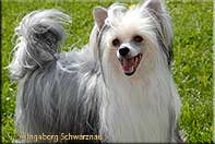 Insolente Little Champs - Chinese Crested Dog, schwarz/weiss, 17 months