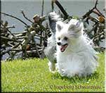 Insolente Little Champs - Chinese Crested Dog, schwarz/weiss, 17 months