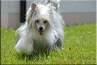 Insolente Little Champs - Chinese Crested Dog, schwarz/weiss, 17 months