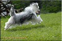 Insolente Little Champs - Chinese Crested Dog, schwarz/weiss, 17 months