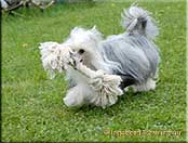 Insolente Little Champs - Chinese Crested Dog, schwarz/weiss, 17 months