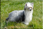 Insolente Little Champs "Lilly" - Chinese Crested Dog, Powder Puff,  schwarz/weiss