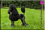 Gitano vom Swenter Moor "Gitano"  - Grosspudel, schwarz, Standard Poodle black